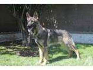 German Shepherd Dog Puppy for sale in CHINO, CA, USA