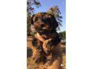 Yorkshire Terrier Puppy for sale in South Boston, VA, USA