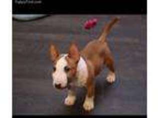 Bull Terrier Puppy for sale in Durango, CO, USA