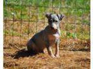 American Hairless Terrier Puppy for sale in Carmi, IL, USA