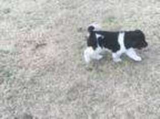 Akita Puppy for sale in Augusta, GA, USA