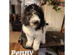 Saint Berdoodle Puppy for sale in Loon Lake, WA, USA