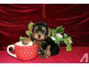 Yorkshire Terrier Puppy for sale in DERRY, NH, USA