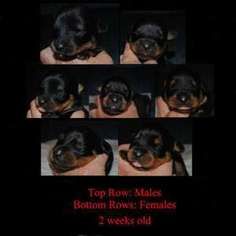 Rottweiler Puppy for sale in Charlotte, NC, USA