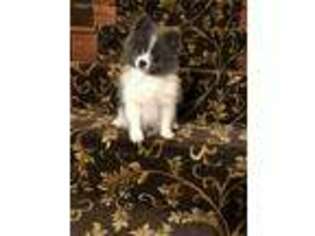 Pomeranian Puppy for sale in Marion, OH, USA