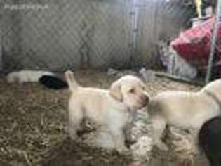 Labrador Retriever Puppy for sale in Harrisonburg, VA, USA