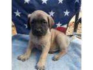 Mastiff Puppy for sale in Accident, MD, USA
