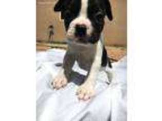 French Bulldog Puppy for sale in Albuquerque, NM, USA