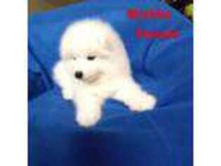 Samoyed Puppy for sale in Centerville, UT, USA
