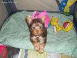 Yorkshire Terrier Puppy for sale in Fayetteville, AR, USA