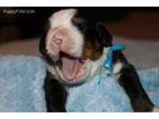 Bernese Mountain Dog Puppy for sale in Dallas, GA, USA