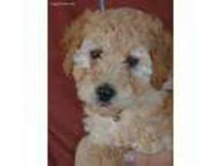 Labradoodle Puppy for sale in Sunbury, PA, USA