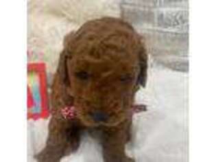 Goldendoodle Puppy for sale in Gastonia, NC, USA
