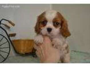 Cavalier King Charles Spaniel Puppy for sale in Fayetteville, AR, USA