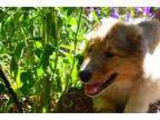 Collie Puppy for sale in Amity, OR, USA