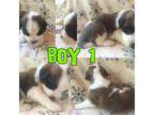 Saint Bernard Puppy for sale in Plainville, GA, USA