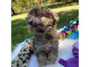 Shih-Poo Puppy for sale in Coldspring, TX, USA