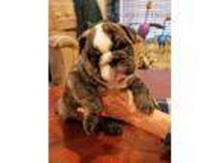 Bulldog Puppy for sale in Port Saint Lucie, FL, USA