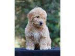 Labradoodle Puppy for sale in Fresno, CA, USA