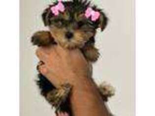 Yorkshire Terrier Puppy for sale in Homestead, FL, USA