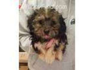 Havanese Puppy for sale in Sandpoint, ID, USA