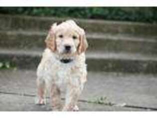 Goldendoodle Puppy for sale in Arcanum, OH, USA