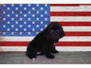 Newfoundland Puppy for sale in Saint George, UT, USA
