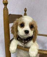 Cavalier King Charles Spaniel Puppy for sale in Raphine, VA, USA