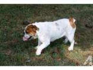 Bulldog Puppy for sale in CALHOUN, GA, USA