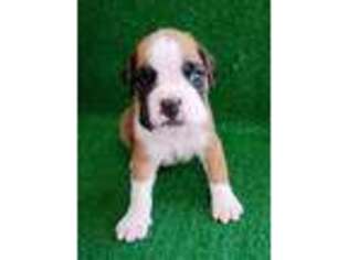 Boxer Puppy for sale in Mason City, IA, USA