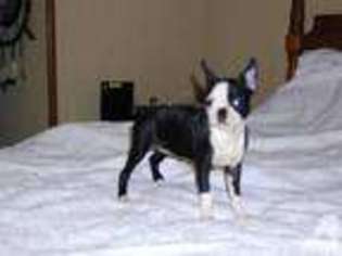 Boston Terrier Puppy for sale in INMAN, SC, USA