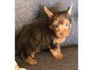 Yorkshire Terrier Puppy for sale in Greenwood, SC, USA