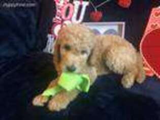Goldendoodle Puppy for sale in Joshua, TX, USA