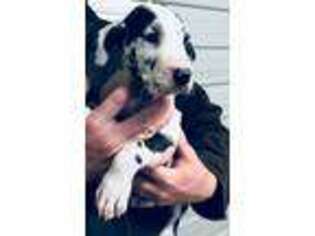 Great Dane Puppy for sale in Bryant, IN, USA