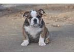 Bulldog Puppy for sale in Chesterfield, MO, USA