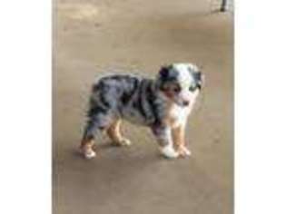 Miniature Australian Shepherd Puppy for sale in Seguin, TX, USA