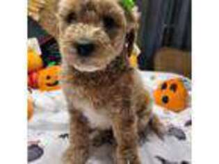 Goldendoodle Puppy for sale in Colonial Beach, VA, USA