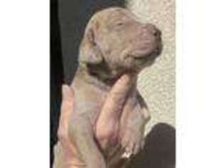 Great Dane Puppy for sale in Hemet, CA, USA
