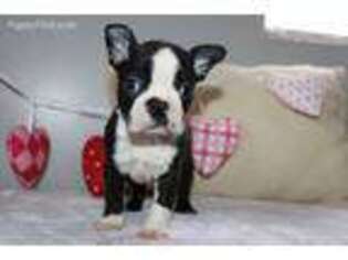Boston Terrier Puppy for sale in Bremen, IN, USA