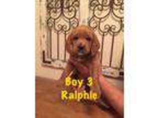 Labradoodle Puppy for sale in Eagle Mountain, UT, USA