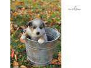 Australian Shepherd Puppy for sale in Fredericksburg, VA, USA
