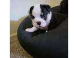 Olde English Bulldogge Puppy for sale in Middletown, DE, USA