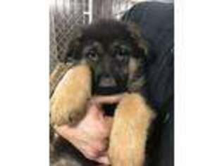 German Shepherd Dog Puppy for sale in Cedar Springs, MI, USA