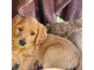 Goldendoodle Puppy for sale in Saratoga Springs, UT, USA