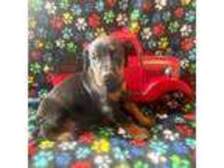 Doberman Pinscher Puppy for sale in Burns, OR, USA