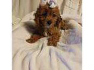 Cavapoo Puppy for sale in Clyde, TX, USA