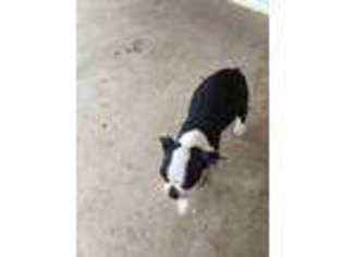 Boston Terrier Puppy for sale in Ramona, CA, USA