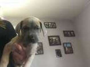 Great Dane Puppy for sale in Tuscaloosa, AL, USA