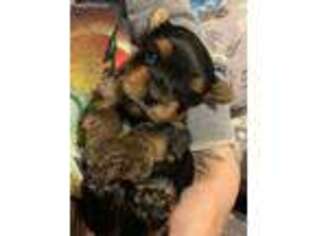 Yorkshire Terrier Puppy for sale in Walnut Cove, NC, USA