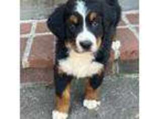 Bernese Mountain Dog Puppy for sale in Lancaster, SC, USA